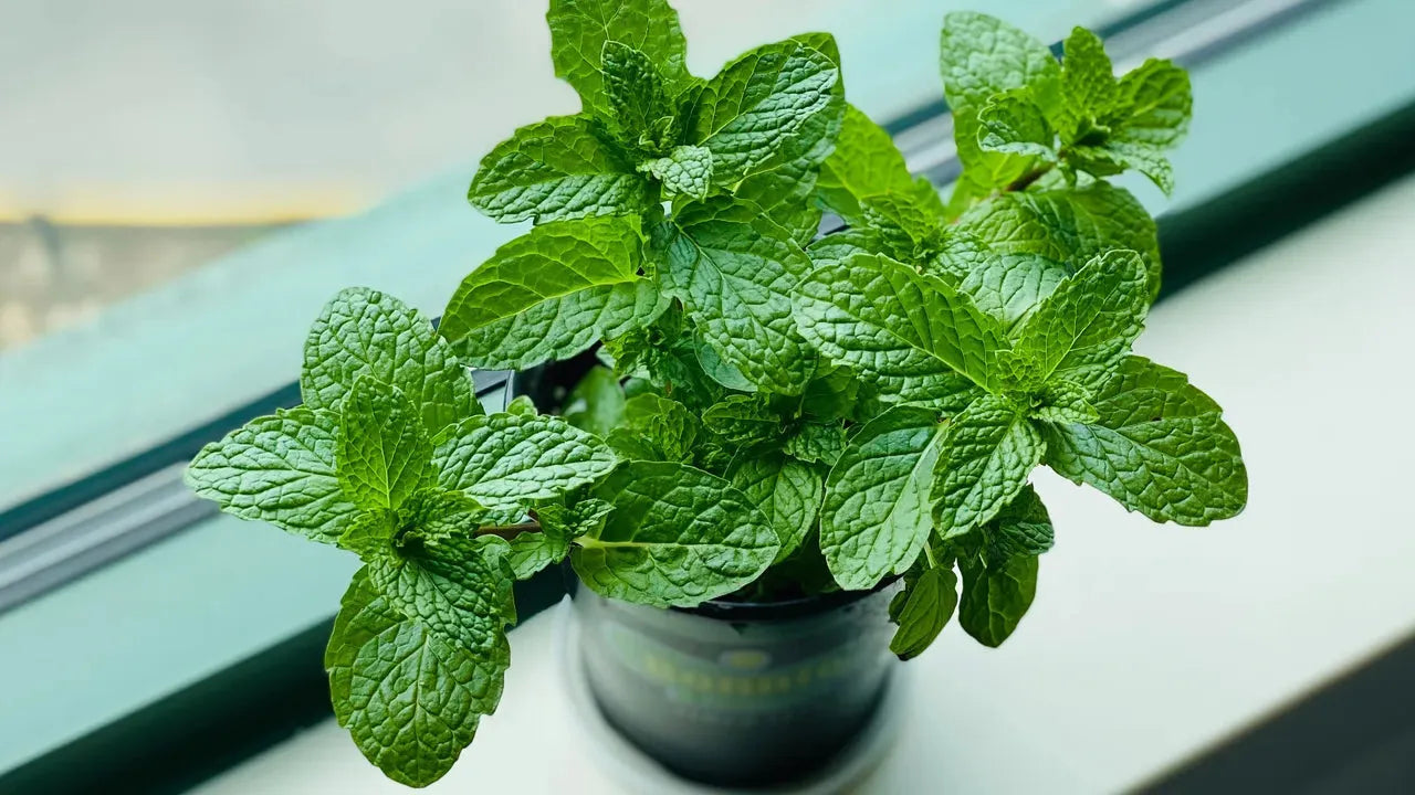 Hoja De Menta Verde - The Red Vitamin MX - {{ shop.shopifyCountryName }}