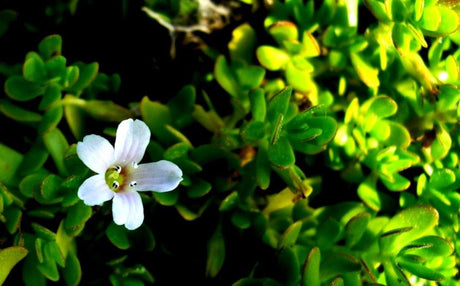 Bacopa - The Red Vitamin MX