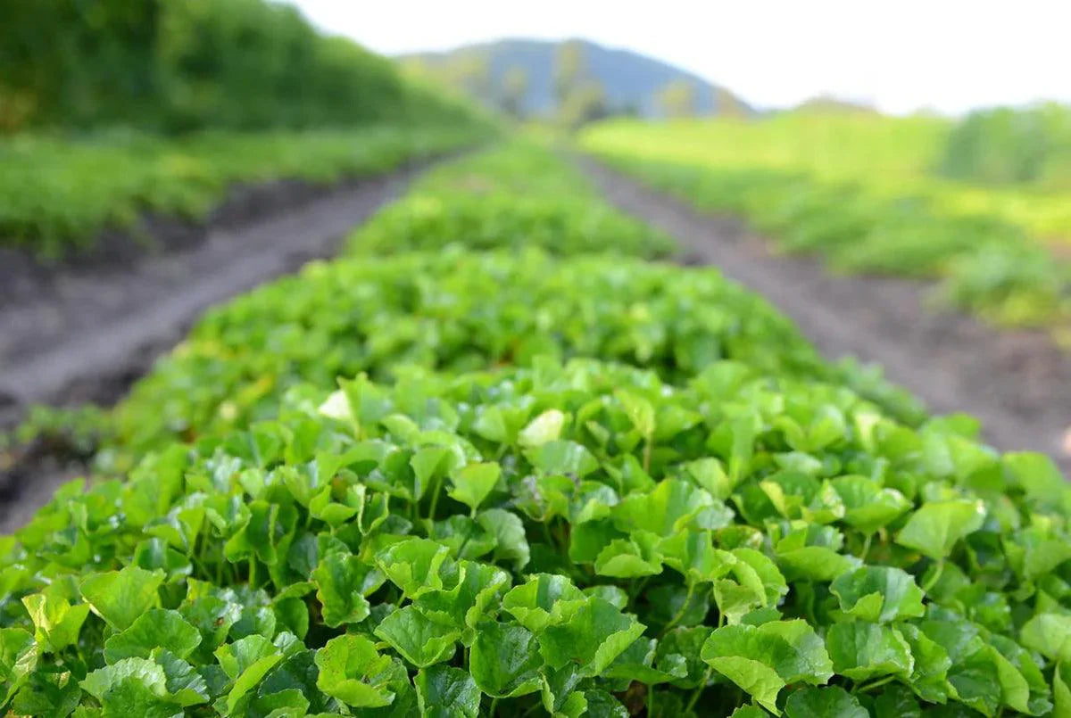 Gotu Kola - The Red Vitamin MX - {{ shop.shopifyCountryName }}