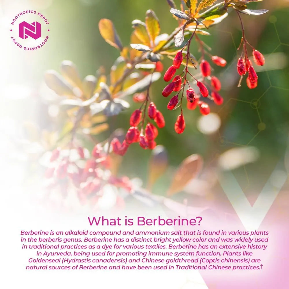 NOOTROPICS DEPOT - Nootropics Depot Berberine HCL + Silymarin 180 Capsulas - The Red Vitamin MX - Suplementos Alimenticios - {{ shop.shopifyCountryName }}