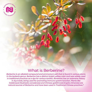 NOOTROPICS DEPOT - Nootropics Depot Berberine HCL + Silymarin 180 Capsulas - The Red Vitamin MX - Suplementos Alimenticios - {{ shop.shopifyCountryName }}