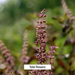 BANYAN - Banyan Botanicals Organic Tulsi Holy Basil 90 Tabletas - The Red Vitamin MX - Suplementos Alimenticios - {{ shop.shopifyCountryName }}