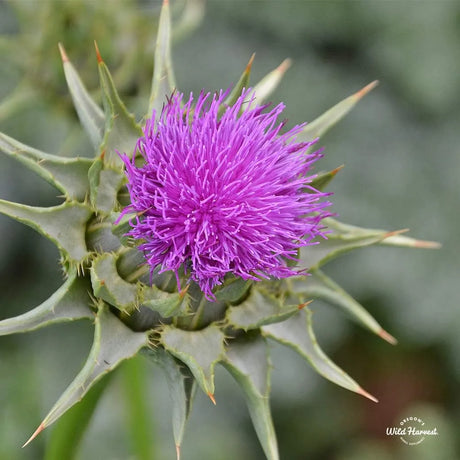 OREGON'S WILD HARVEST - Oregon's Wild Harvest Milk Thistle 180 Capsulas - The Red Vitamin MX - Suplementos Alimenticios - {{ shop.shopifyCountryName }}
