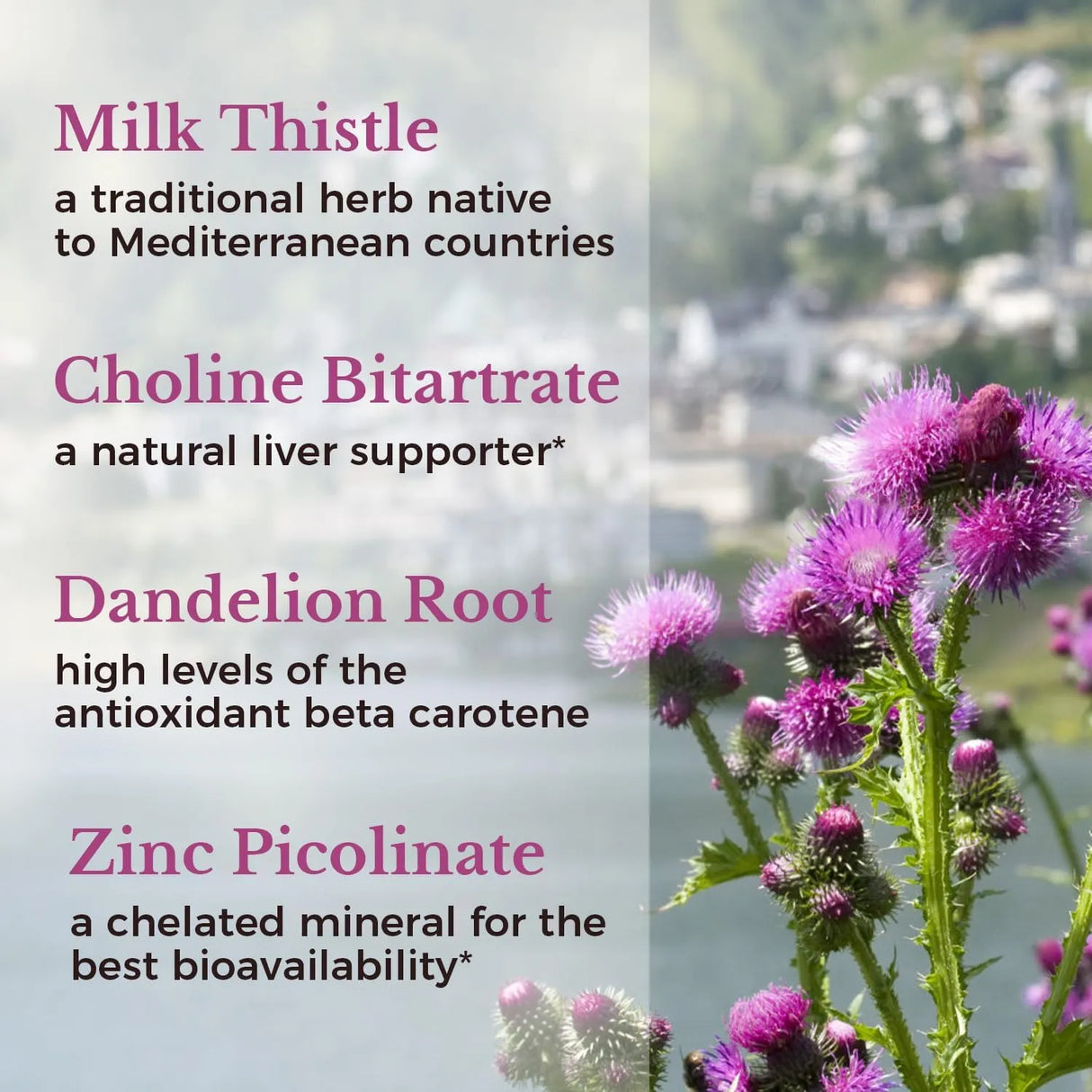 VITALITOWN - Vitalitown Milk Thistle Complex 600Mg. 60 Capsulas - The Red Vitamin MX - Suplementos Alimenticios - {{ shop.shopifyCountryName }}