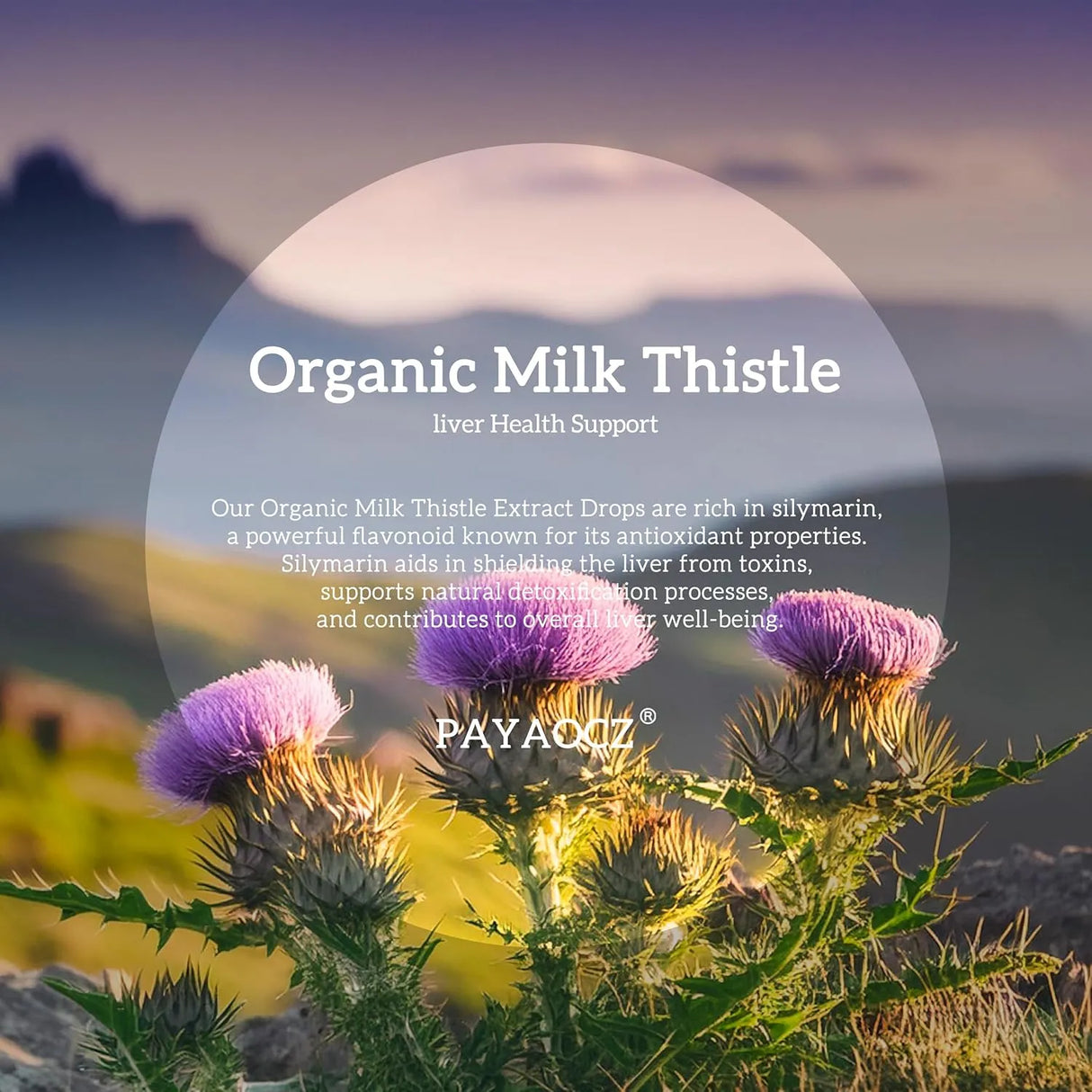 PAYAOCZ - PAYAOCZ Milk Thistle Liquid Drops 1000Mg. 1 Fl.Oz. 2 Pack - The Red Vitamin MX - Suplementos Alimenticios - {{ shop.shopifyCountryName }}