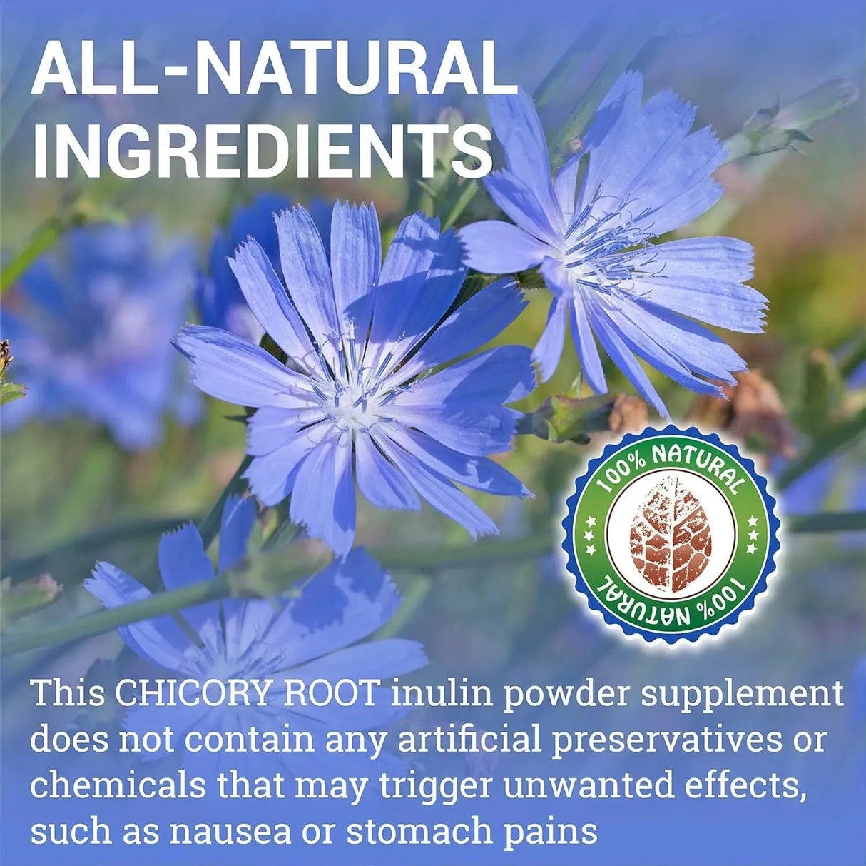 HERBALICIOUS - HERBALICIOUS Chicory Root 160 Capsulas - The Red Vitamin MX - Suplementos Alimenticios - {{ shop.shopifyCountryName }}