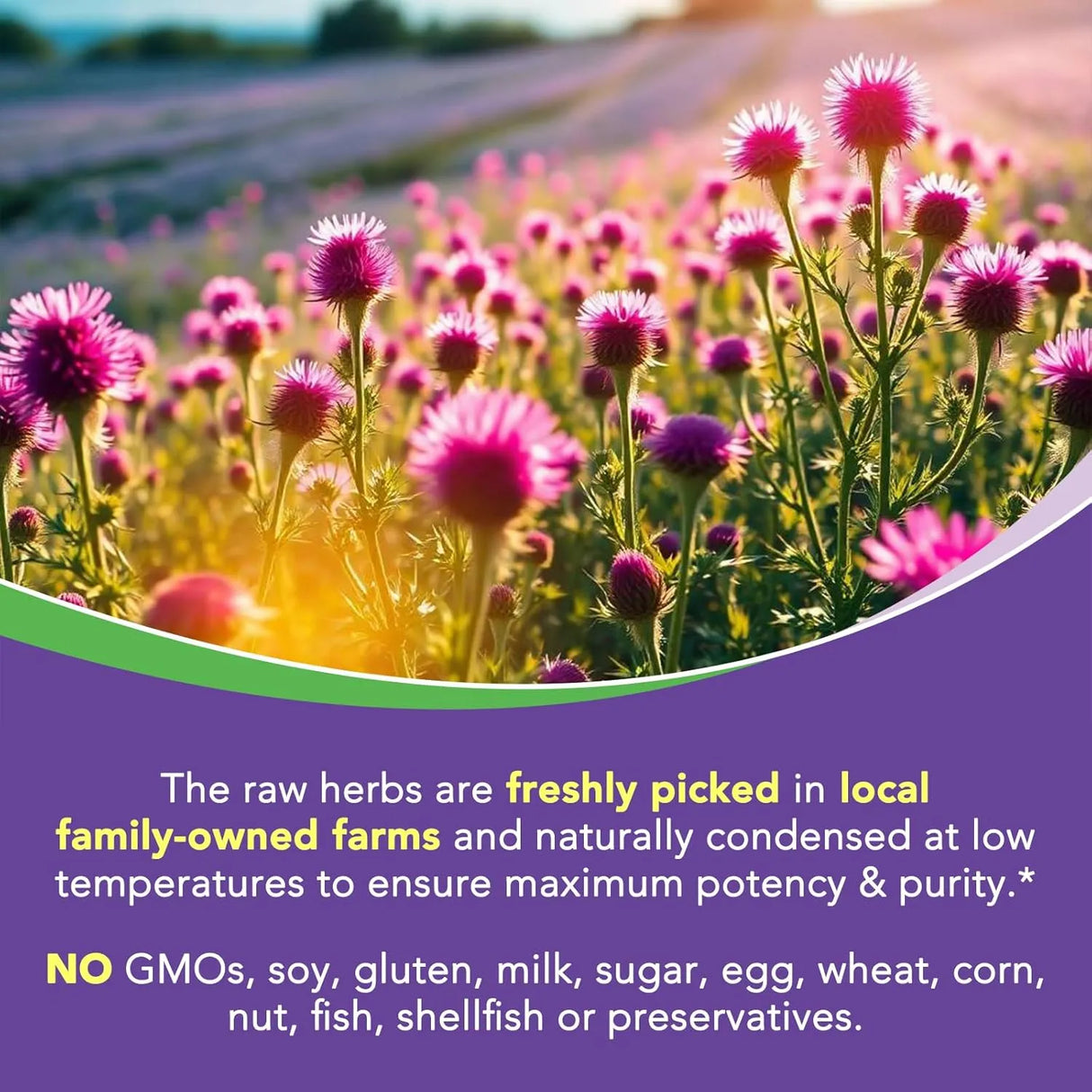 SUREBOUNTY - Surebounty 4-in-1 Milk Thistle Complex 90 Capsulas - The Red Vitamin MX - Suplementos Alimenticios - {{ shop.shopifyCountryName }}
