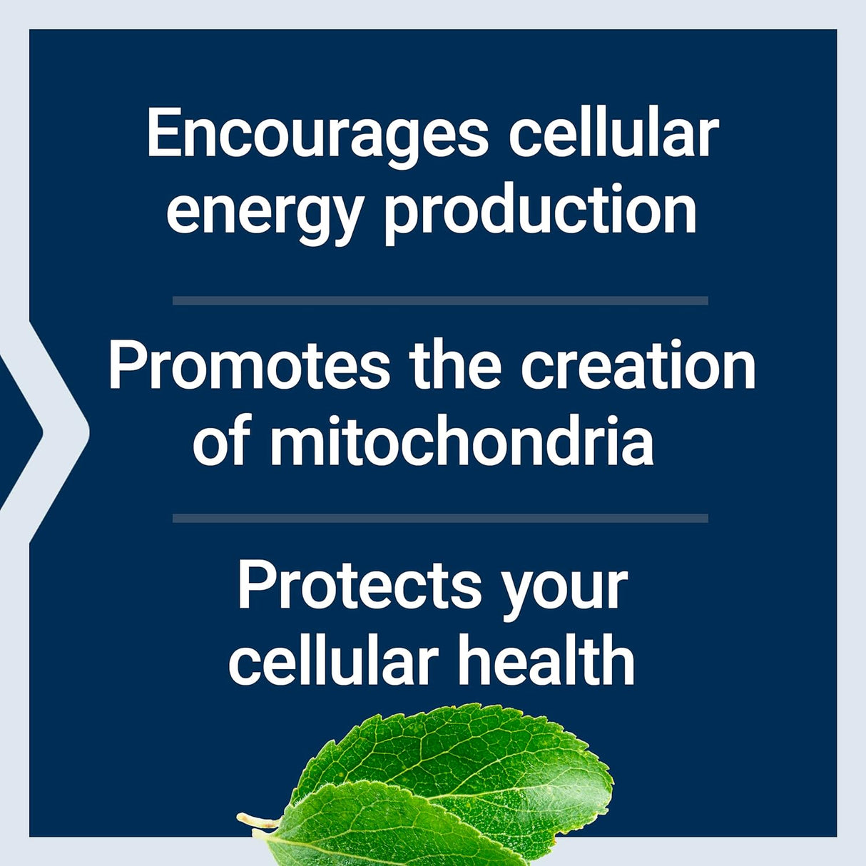 Life Extension Mitochondrial Energy Optimizer with PQQ 120 Capsulas