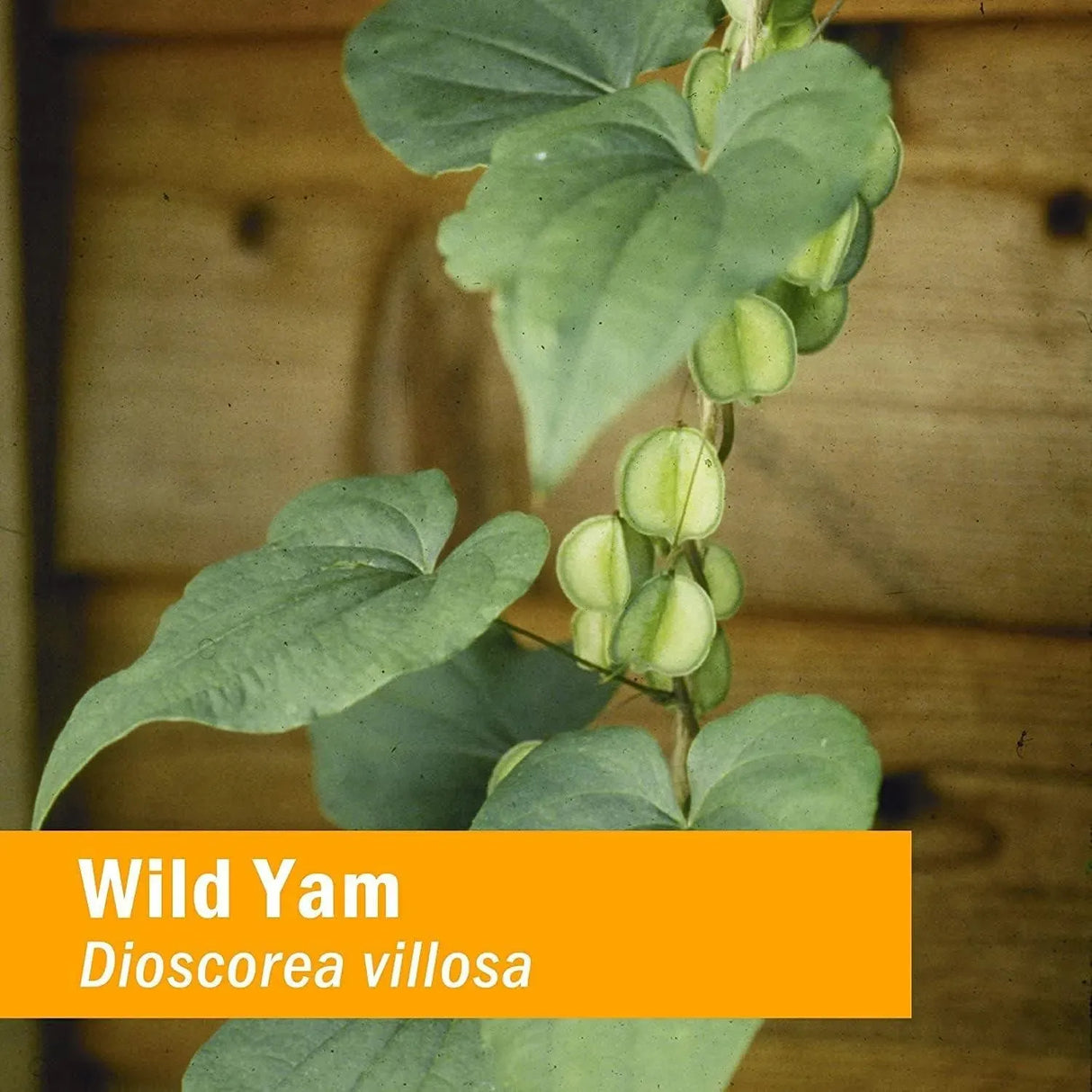 HERB PHARM - Herb Pharm Certified Organic Wild Yam Liquid Extract 30Ml. - The Red Vitamin MX - Suplementos Alimenticios - {{ shop.shopifyCountryName }}