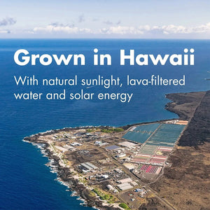 NUTREX HAWAII - Nutrex Hawaii Pure Hawaiian Spirulina Powder 464Gr. - The Red Vitamin MX - Suplementos Alimenticios - {{ shop.shopifyCountryName }}