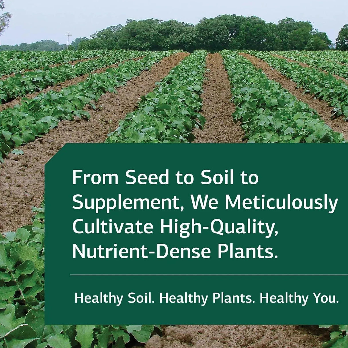 Standard Process SP Cleanse 150 Capsulas The Red Vitamin MX