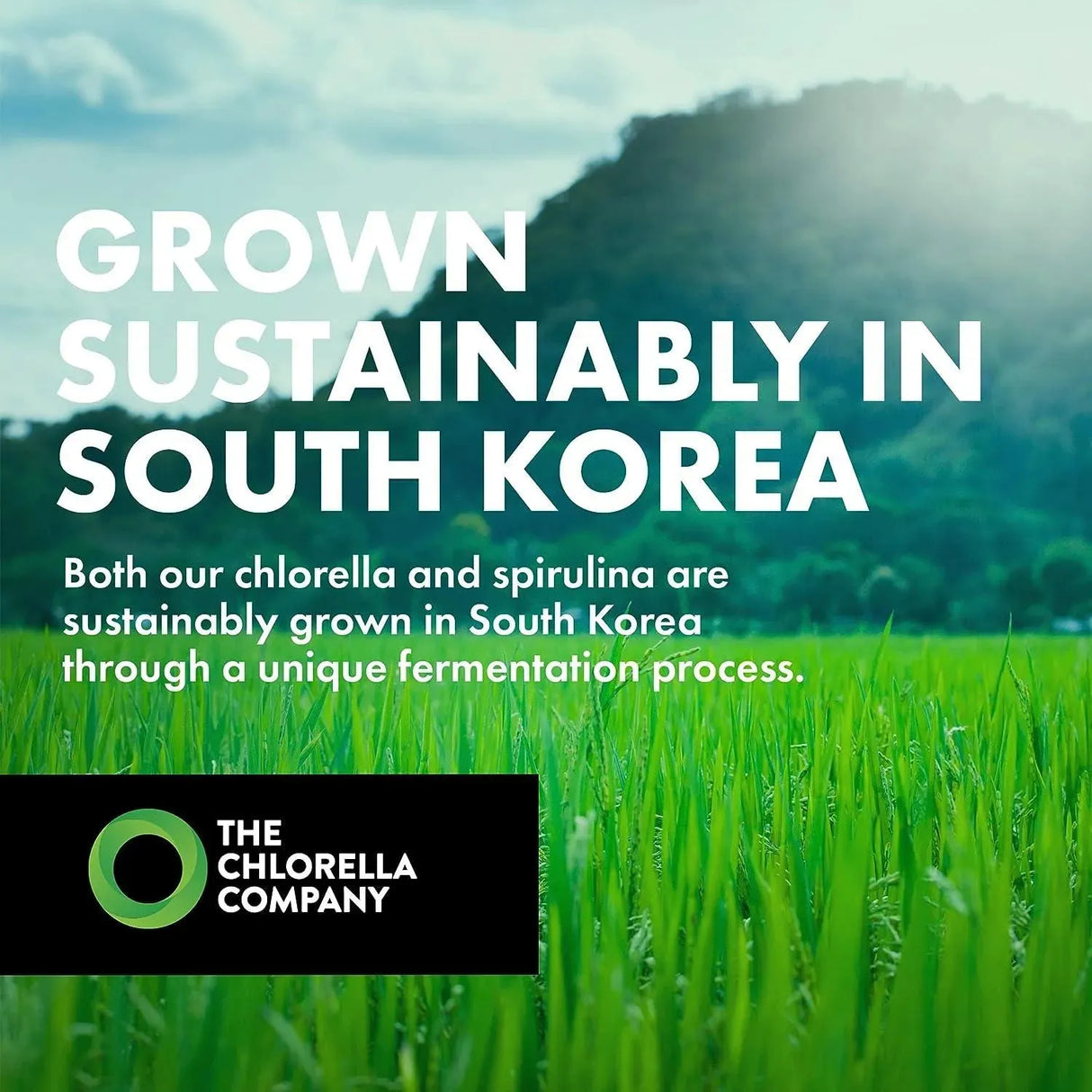 THE CHLORELLA COMPANY - The Chlorella Company Fermented Chlorella 1350 Tabletas - The Red Vitamin MX - Suplementos Alimenticios - {{ shop.shopifyCountryName }}