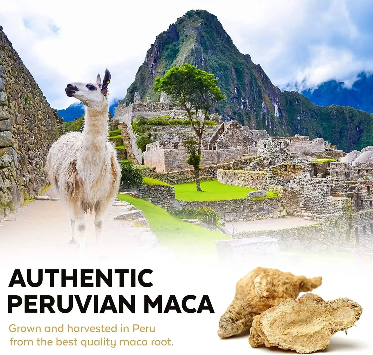 VIVA NATURALS - Viva Naturals Organic Maca Powder 1Lb. - The Red Vitamin MX - Suplementos Alimenticios - {{ shop.shopifyCountryName }}